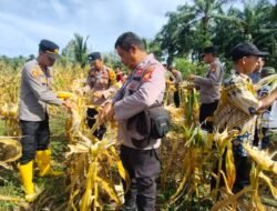 Giat Ketahanan Pangan: Polsek Rambah Samo Panen Jagung 800 Kg, Dukung Swasembada Pangan — Polri Cinta Petani
