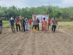 Giat Ketahanan Pangan: Penanaman Jagung Pipil 1 Hektar di Desa Rambah Utama, Dukung Program Presiden RI
