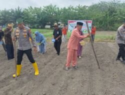Tanam Jagung Pipil Kuartal III 2026 di Rambah Utama, Polsek Rambah Samo Perkuat Ketahanan Pangan Nasional