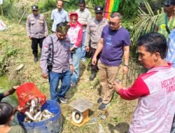 Panen Perdana Ikan Patin Desa Puo Raya Hasil 2 Ton, Langkah Nyata Dukung Ketahanan Pangan Nasional