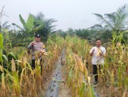 Pengecekan Tanaman Jagung Pipil di Desa Marga Mulya, Dukung Penuh Ketahanan Pangan dan Swasembada Pangan — Polri Cinta Petani