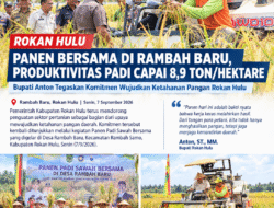 Panen Bersama di Rambah Baru, Produktivitas Padi Capai 8,9 Ton per Hektare