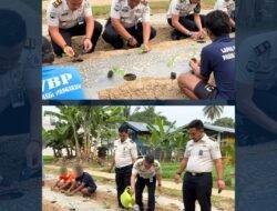 Perkuat Ketahanan Pangan, Lapas Pasir Pangarayan Tanam 850 Bibit Terong Ungu